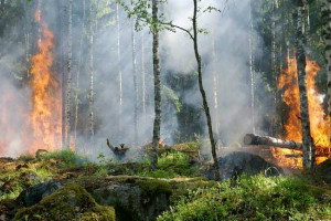 Ketika Manfaat Hutan, Sungai Maupun Laut Diukur dengan Angka Kalkulator