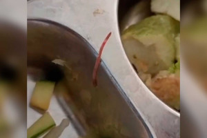 Heboh Penemuan Cacing Air pada Menu MBG di MAN 1 Pati