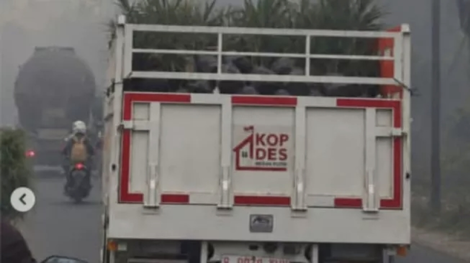 Viral Truk Kopdes Angkut Bibit Sawit Lewat Kabut Asap Kebakaran Hutan