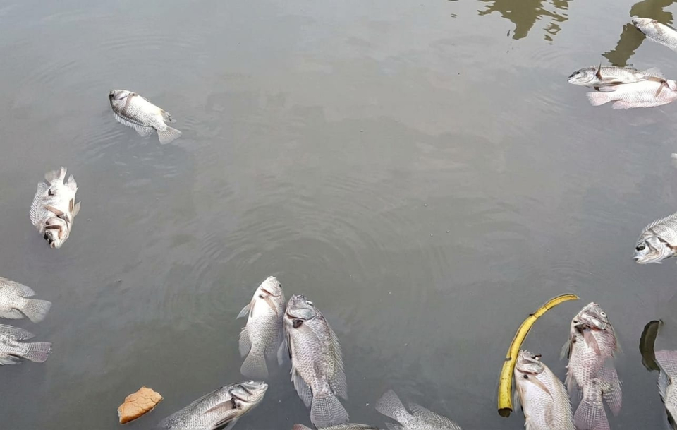 Ikan Sekolam Mati Gara-gara Dikasih Makan Nasi Sisa MBG