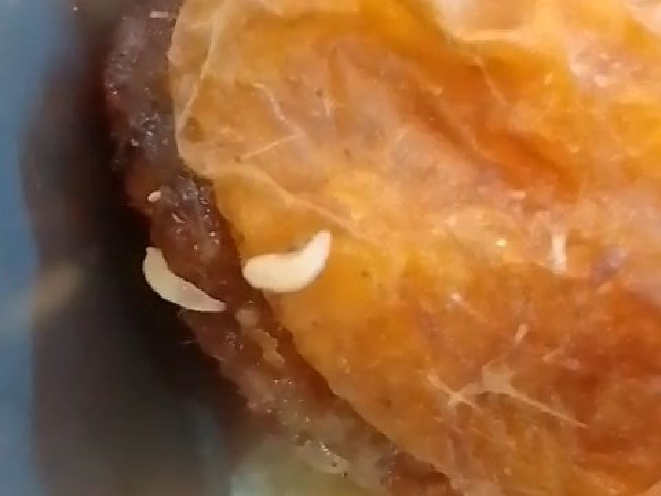 Temuan Belatung di Menu MBG SDN Cisarandi 1, Sekolah dan Penyedia Makanan Beri Penjelasan Berbeda